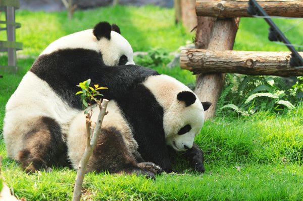 Quelles sont les meilleures périodes pour observer les pandas dans la réserve naturelle de Wolong, Chine?